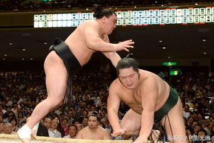 相扑有啥好看的 相扑选手在日本备受推崇,什么寿命普遍较短 