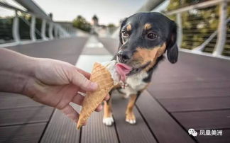 夏天到了,狗狗可以吃冰激凌吗 