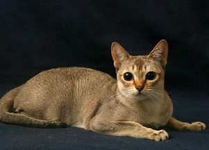 地球上最小的猫咪,曾被迫住在下水道,对人忠诚饲养简单 