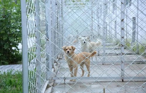 犬只收容救助 让滨州更有爱 180只狗狗在收容救助中心的幸福生活