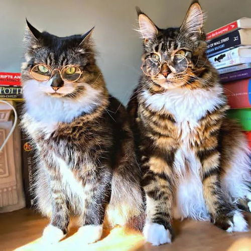 这两只猫咪长得好聪明的样子,像是哈利波特