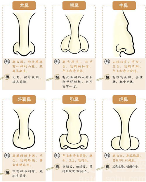 七种 富贵鼻子相理特征7254344 星座频道图片库 大视野 搜狐 