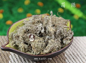 茵陈泡水的功效和禁忌 