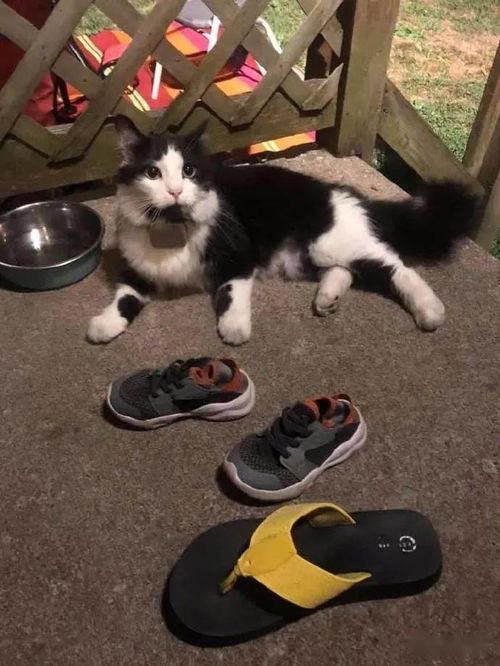 这只叫JORDAN的猫咪,每天总是去偷拖鞋