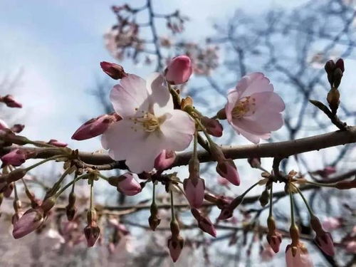 芳香味浓的造句_用芬芳馥郁造句？