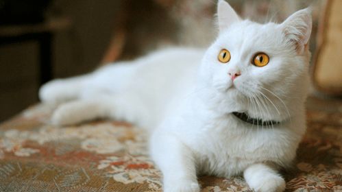 寿命长 的猫,通常都有这5个特征,希望你家猫咪都有