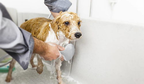 辟谣 冬天给狗狗洗澡容易感冒 长时间不洗澡皮肤和毛发会出问题