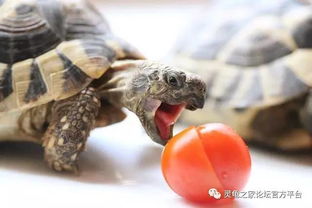 宠物龟吃些什么水果比较好呢 