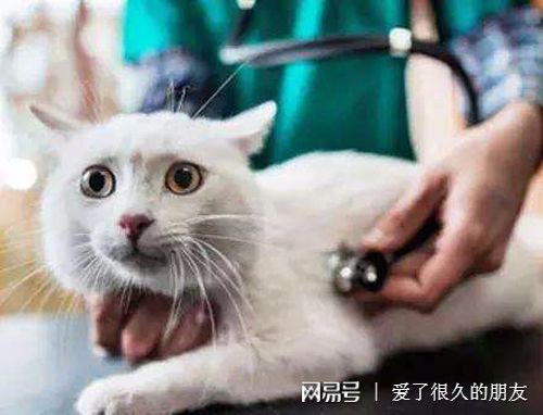 铲屎官不解 猫为什么会突然尿闭