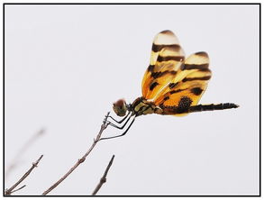 蜻蜓蝴蝶与蜜蜂专辑 第3页 牛娃娃 