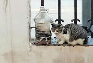 郑州一居民养猫数十只,邻居被熏难入眠 协议期限已到仍未搬离 