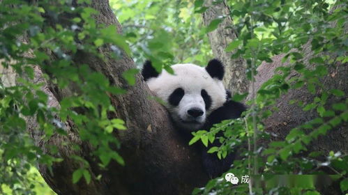 你好 大熊猫 主题知识讲座