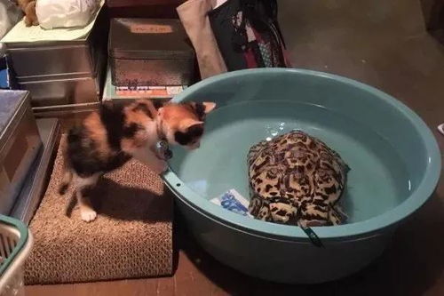 女子把猫咪和乌龟放在一起养,一段时间后去看 宛如活在两个次元