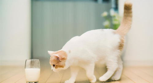 7种不能给猫吃的食物,对猫来说可能是致命的 毒药