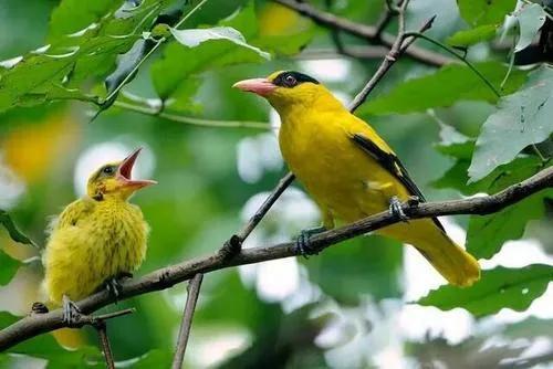 在古诗词里鸣叫的百种鸟类,千种声音,万种情怀
