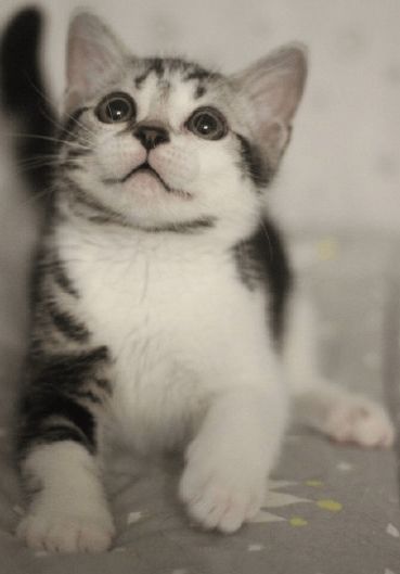 你养的美短猫粑粑很臭怎么办 美短猫的粑粑为什么会臭 怎么解决