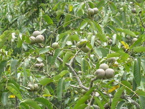 黑布林的养殖方法和注意事项,黑李树适合哪些地方种植？