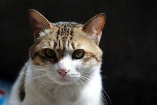 简州猫什么时候能喝羊奶粉,简州猫多大能喝羊奶粉