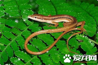 台湾草蜥怎么样 台湾草蜥是台湾的特有物种