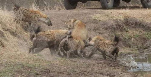 鬣狗群掏肛母狮子,眼看狮子将被活吃,下一秒意外突然出现