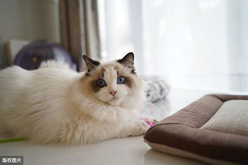 布偶猫怎么分辨蓝双和海双,布偶猫蓝双海双是什么意思？