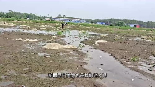 下雨带来了好多鱼,捡都捡不完,你们有捡过那么多鱼吗 