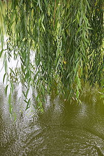河边垂柳图片,高清大图 树木枝叶素材 