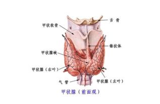 甲状腺癌手术需要清扫淋巴结吗(甲状腺癌手术都要做淋巴清扫吗)