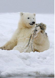 超萌北极熊幼崽玩绳捆住自己 