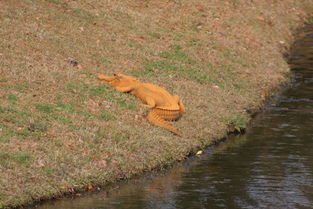 美国南卡罗莱纳州惊现橙色鳄鱼 网民命名 特朗普大鳄 