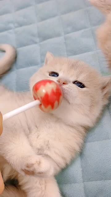 非常馋的小奶猫,一天不吃棒棒糖浑身难受 