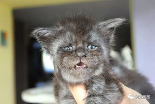 这只缅因猫2个月大了,它的脸越长越像一个人 