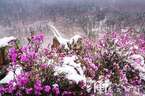 关于雪中杜鹃的诗句