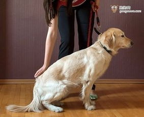 怎么训练狗狗----让狗狗看见手势坐下