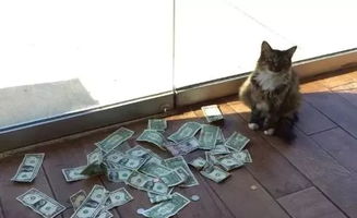 名副其实的招财猫 猫咪隔玻璃门卖萌 抢 钱做公益