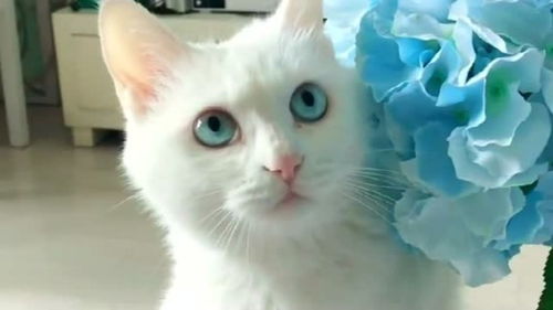 小猫咪用蓝花做背景,画面太美了 