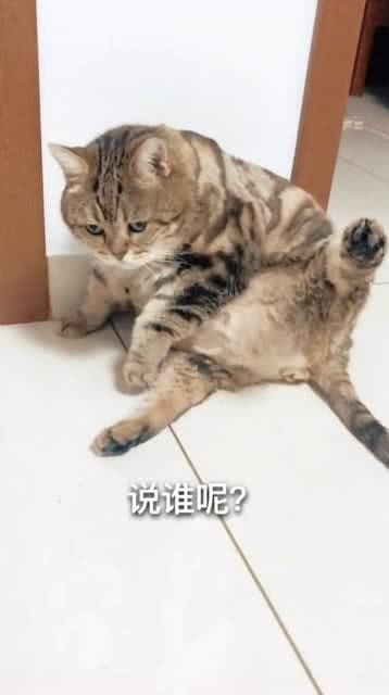 猫 吃的天多了,都不能动弹了 