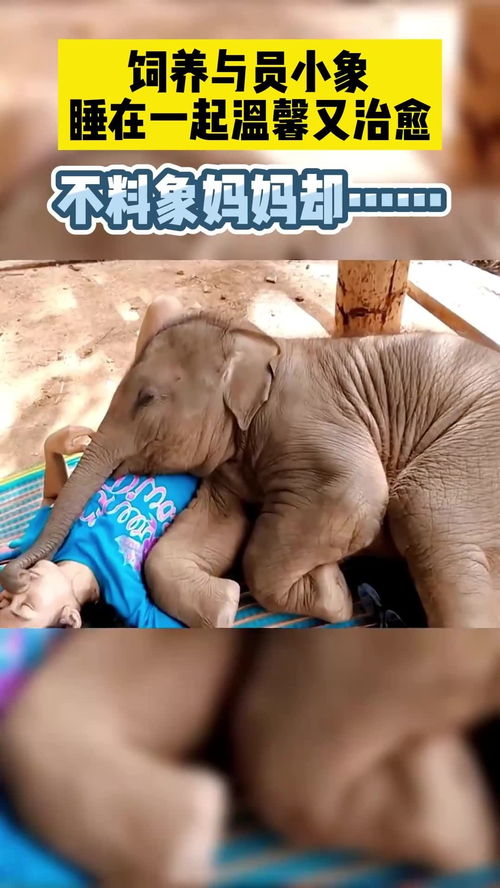 饲养与员小象睡在一起温馨又治愈,不料象妈妈却 