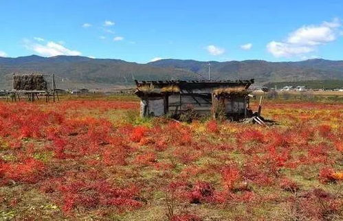 云南旅游最佳时间必去的景点秋季,秋季云南旅游景点,做过这17件小事才不遗憾