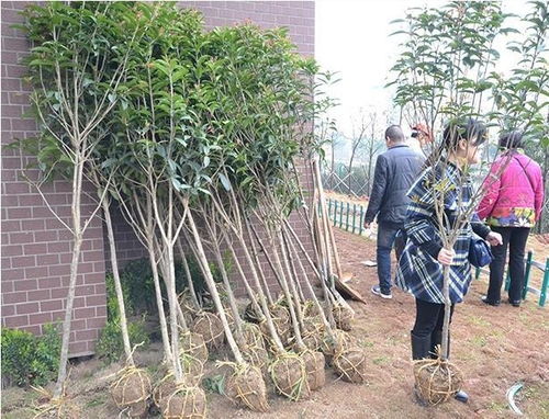 阴宅风水 祖坟附近种柏树真相曝光,默默种树没白费 