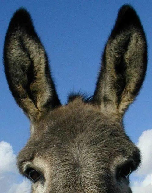 有驴耳朵是什么意思