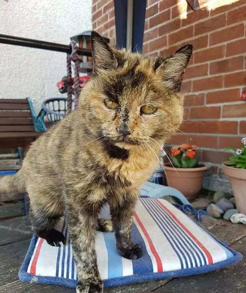 能申请最年长吉尼斯世界纪录的猫,你猜多少岁