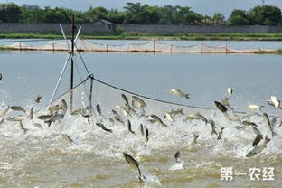 水产养殖自相残杀现象多吗 怎么防止水产种内自相残杀