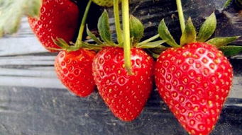 草莓都有什么品种,草莓分类？