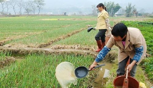 为啥说农民用粪水浇菜最好不要吃 不是天然无污染吗 看完长见识