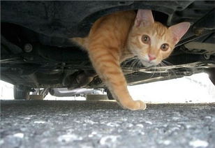 开车撞死猫有什么预兆 死猫为什么不能埋掉 