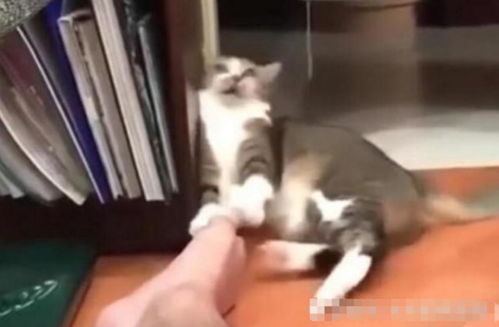 猫咪无聊抱主人腿啃,一下转移到脚丫,猫咪闻后瞬间倒地不起