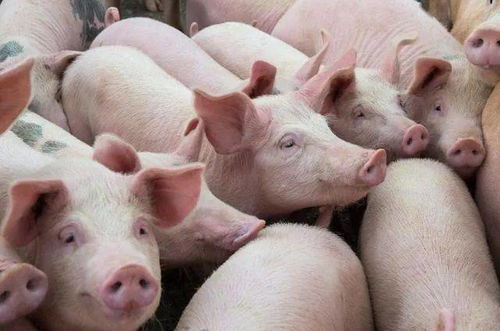 正虹科技最新公告10月销售生猪收入环比减少688