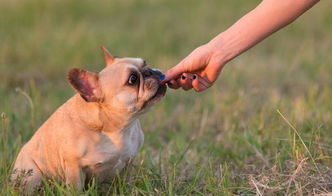 法国斗牛犬和英国斗牛犬的5大对比,你更喜欢哪个 