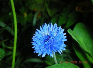 蓝色矢车菊的花语是什么 